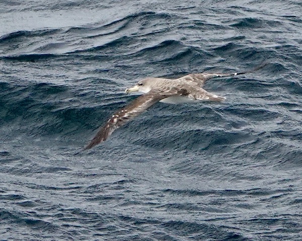 Cory's shearwater